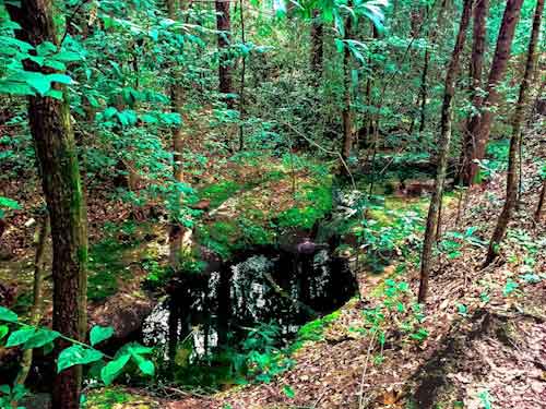 Spring in Forest - Flowing Water Stock Photo