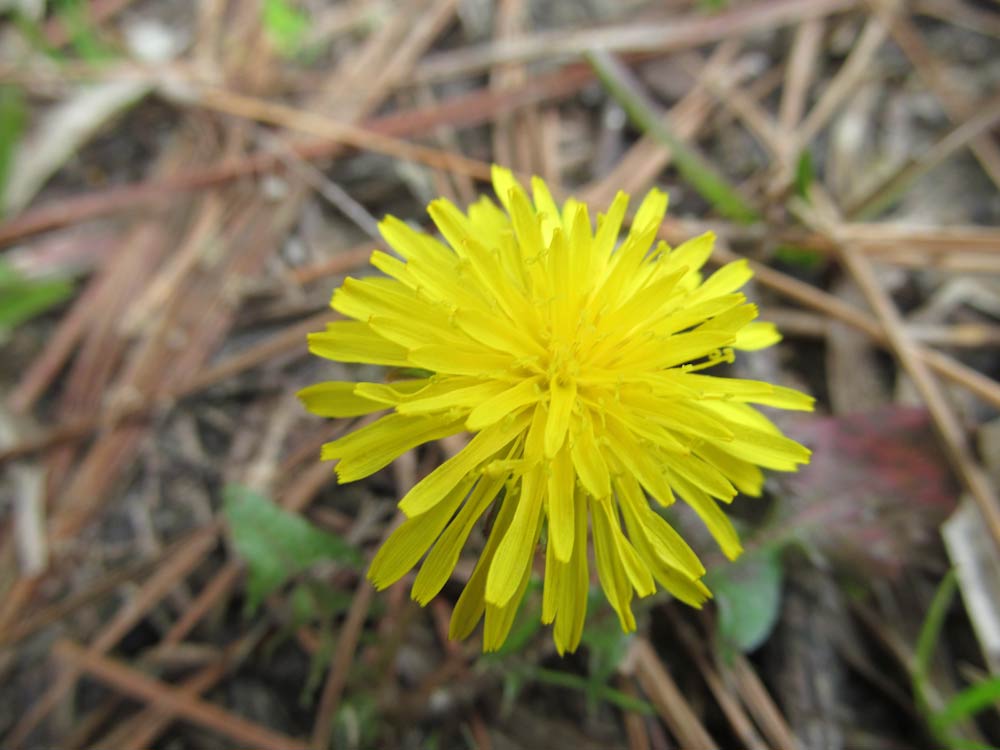 Yellow Flower - Wildflower Stock Photo