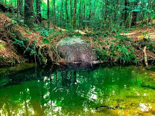 Free Stock Image download. No cost stock photo of Spring Green.