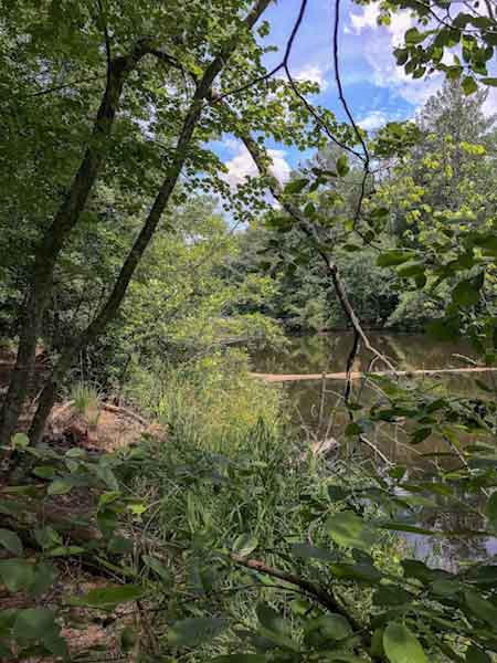 Free Stock Photo of Pond at Hiking Trail - Flowing Water Stock Photo