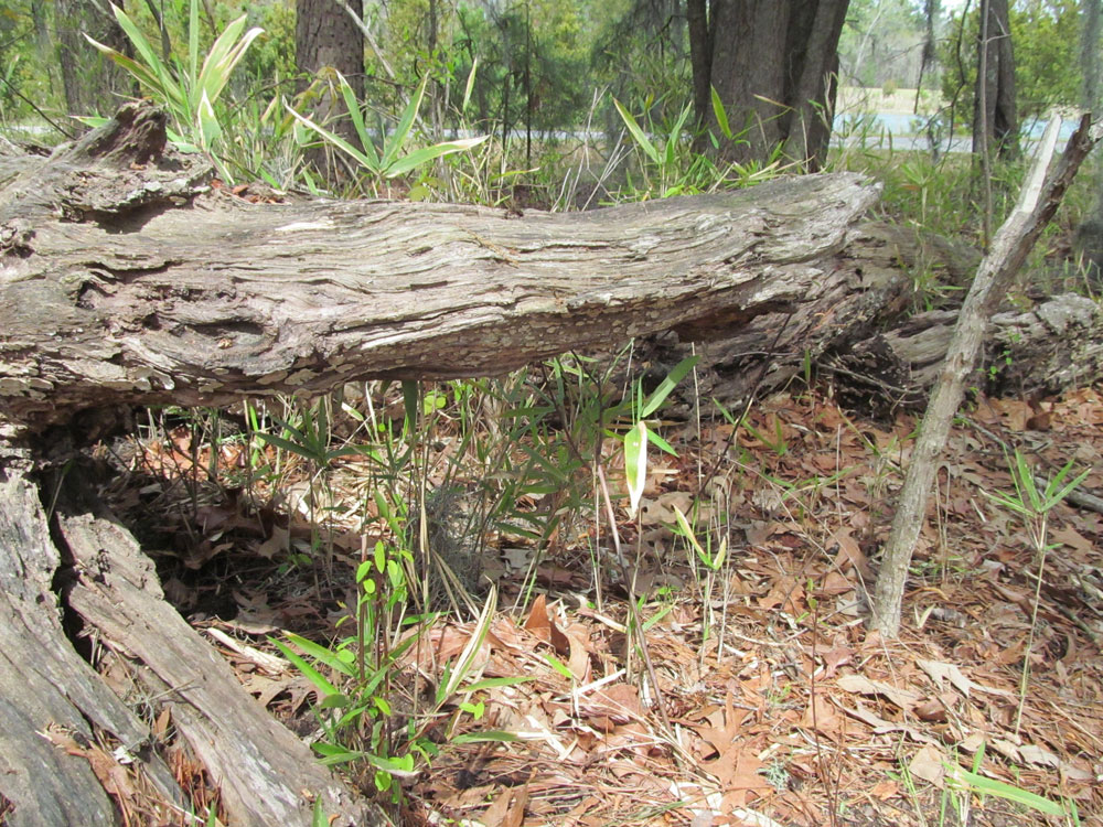 Download Alligator Stump - Trees and Trunks Stock Photo Download - Design Preview