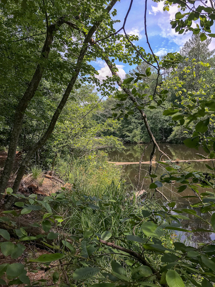 Download Brush Pond - Flowing Water Stock Photo Download - Design Preview