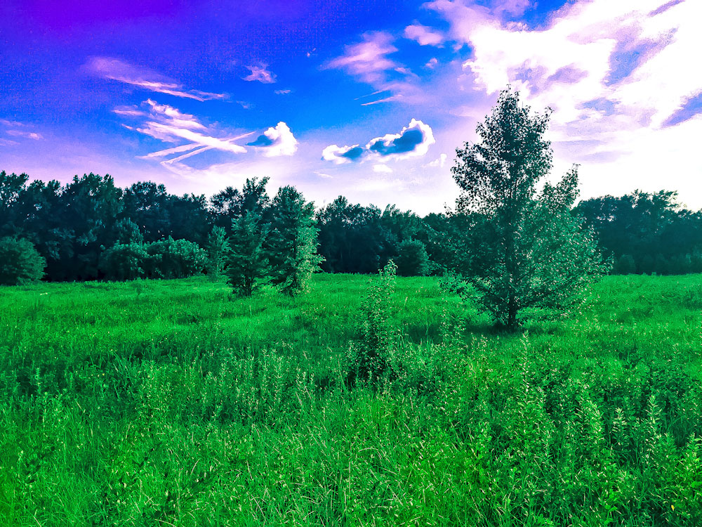 Download Field Photo - Open Field Stock Photo Download - Design Preview