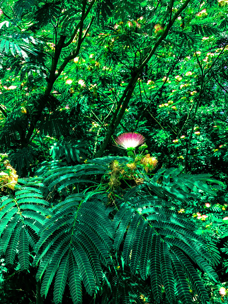 Download Focal Flower in a World of Green - Wildflower Stock Photo Download - Design Preview