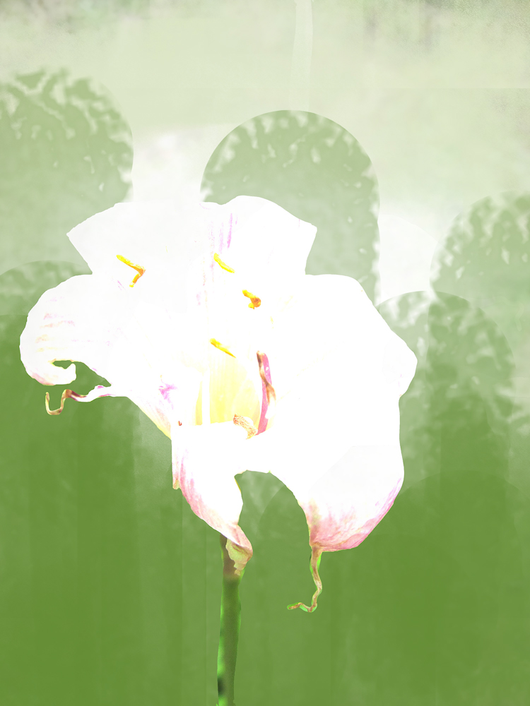 Download Pink Flower with Green Background - Wildflower Stock Photo Download - Blank Preview