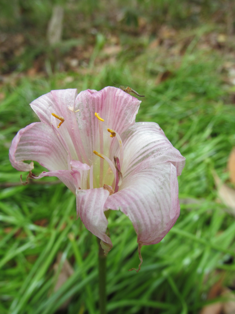Download Pink Flower with Green Background - Wildflower Stock Photo Download - Design Preview