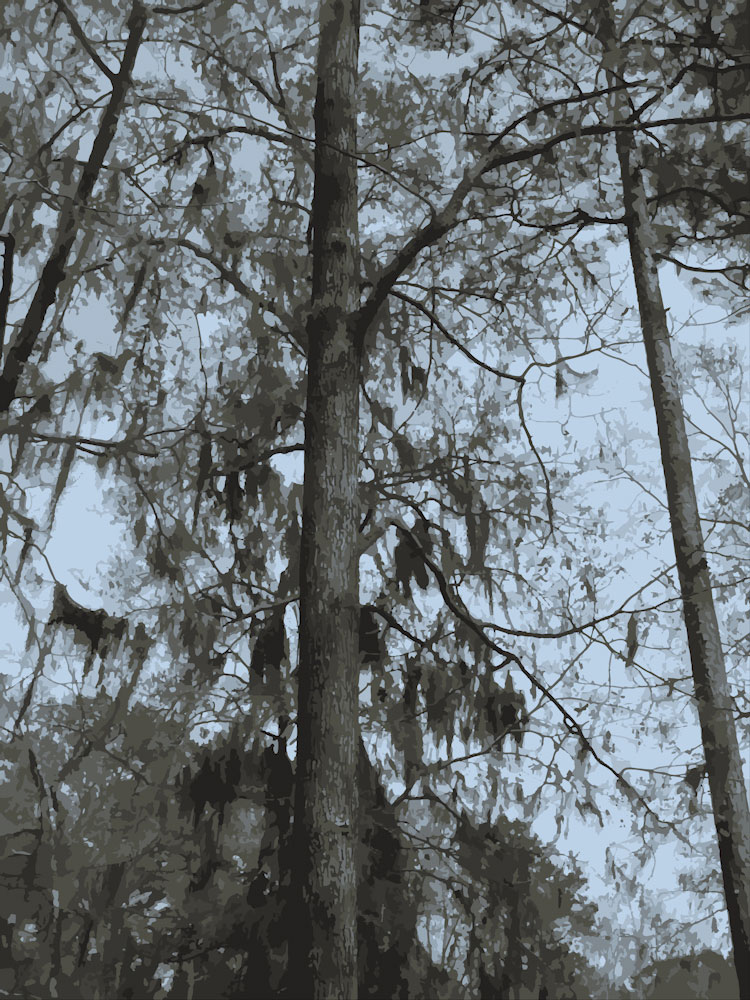 Download Portrait of Tree - Trees and Trunks Stock Photo Download - Blank Preview