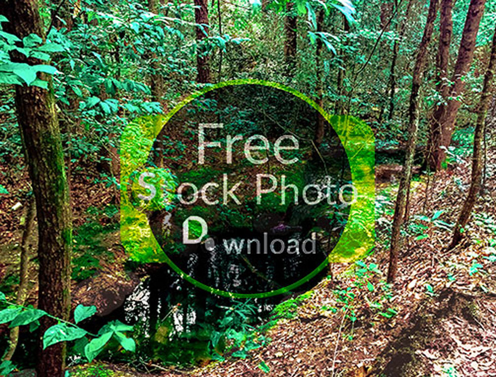 Download Spring in Forest - Flowing Water Stock Photo Download - Brand Preview