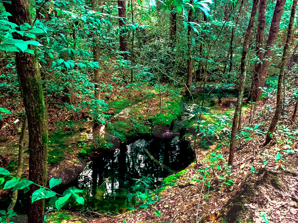 Download Spring in Forest - Flowing Water Stock Photo Download - Design Preview
