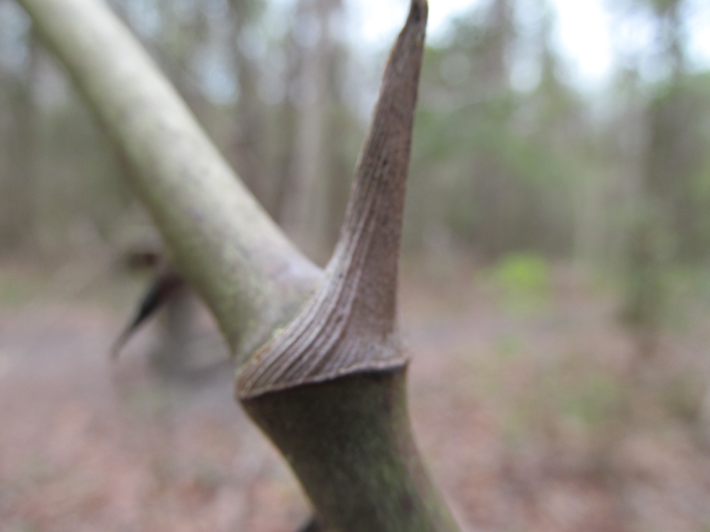 Download Stick Close Up - Texture Focused Stock Photo Download - Design Preview