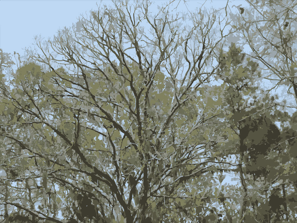 Download Tree Branches in Air - Trees and Trunks Stock Photo Download - Blank Preview
