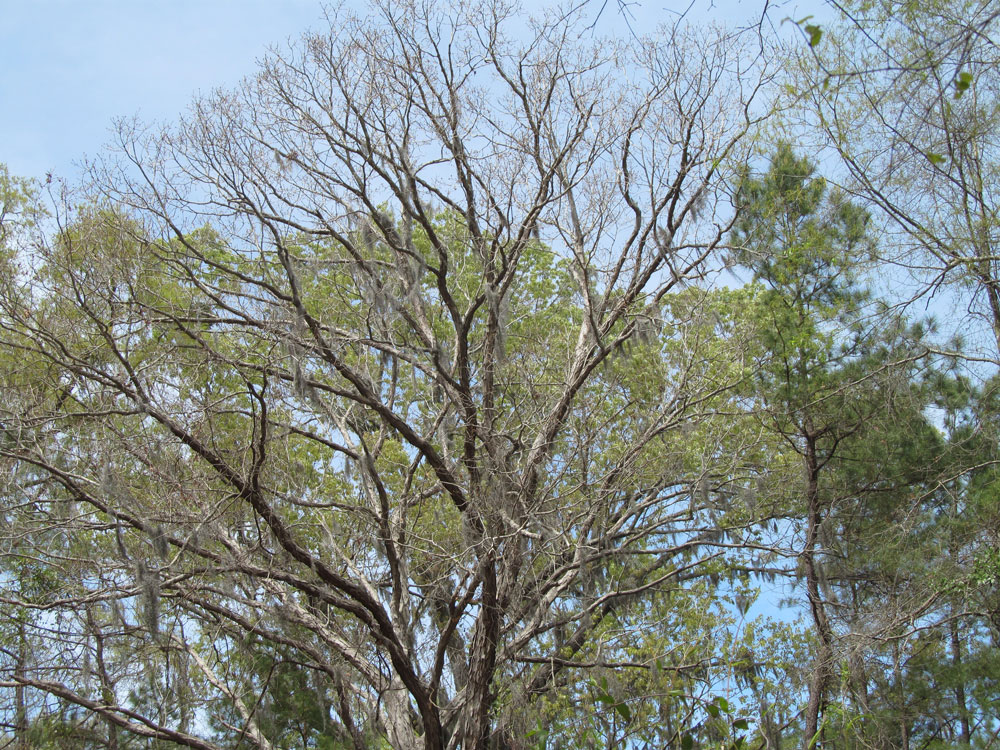 Download Tree Branches in Air - Trees and Trunks Stock Photo Download - Design Preview