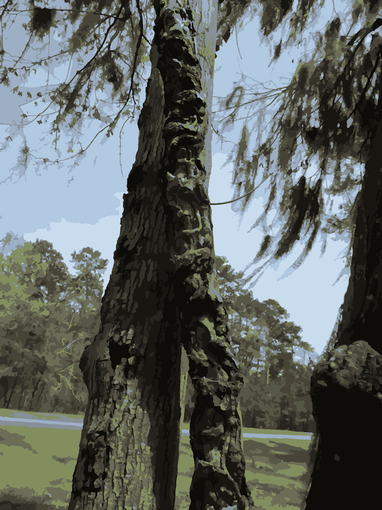 Download Tree Twist - Trees and Trunks Stock Photo Download - Blank Preview