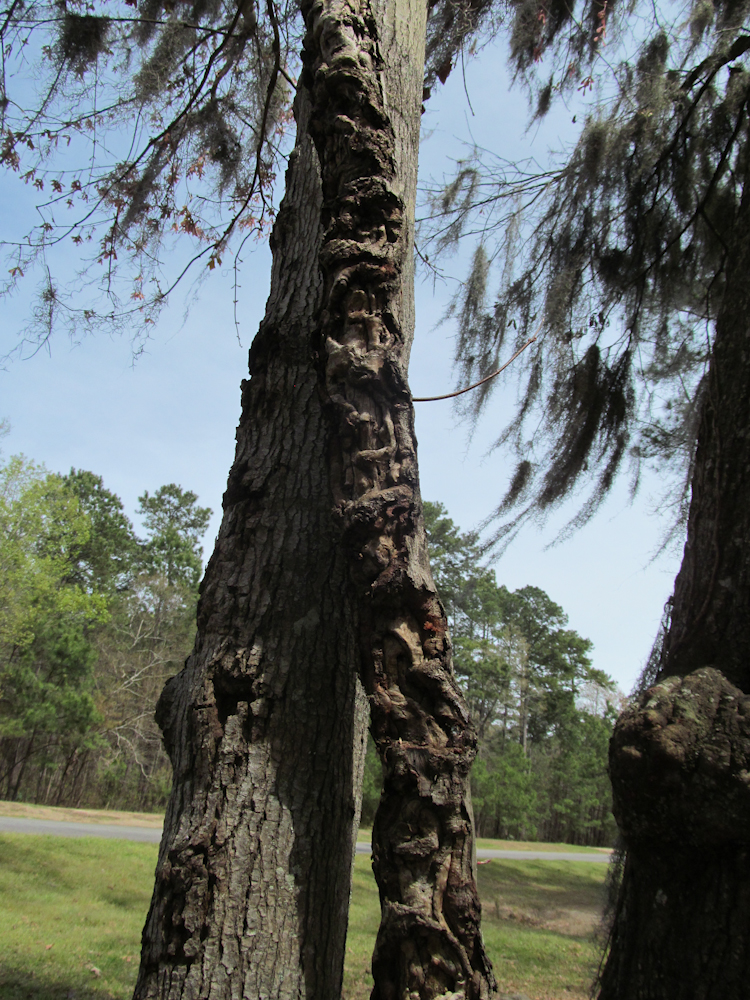 Download Tree Twist - Trees and Trunks Stock Photo Download - Design Preview