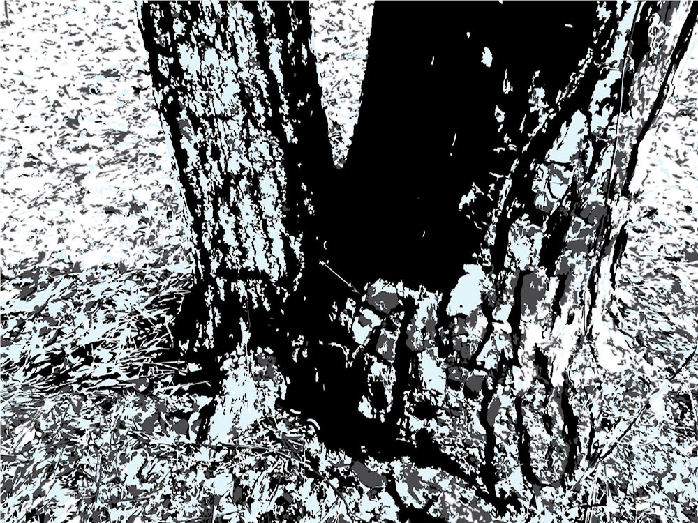 Download Two Stump - Trees and Trunks Stock Photo Download - Blank Preview