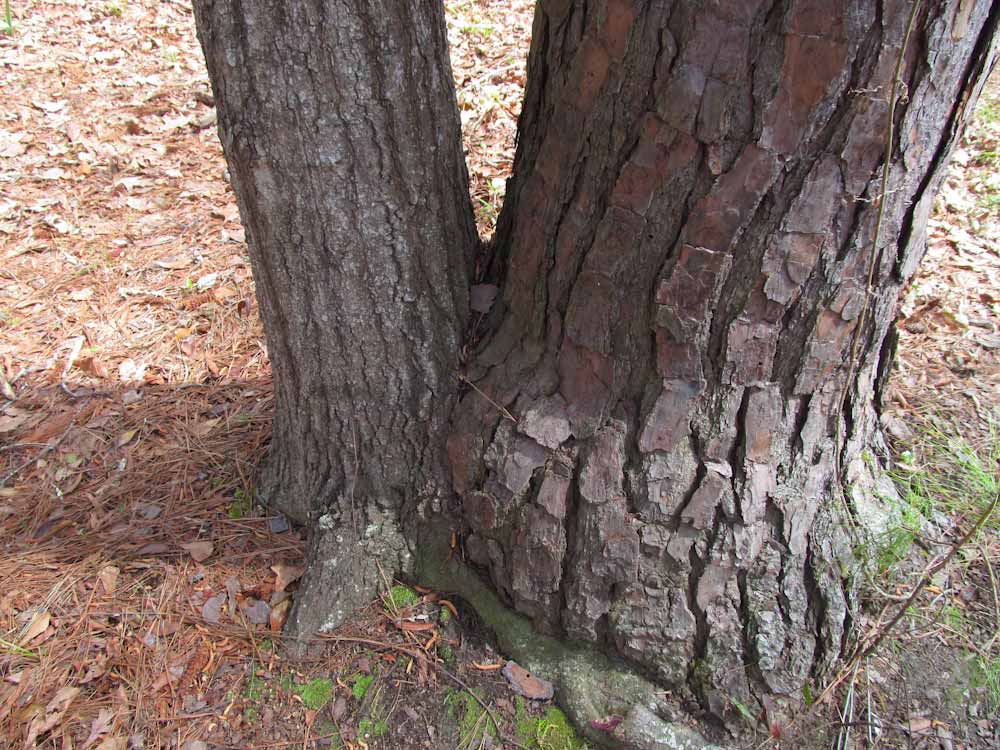 Download Two Stump - Trees and Trunks Stock Photo Download - Design Preview