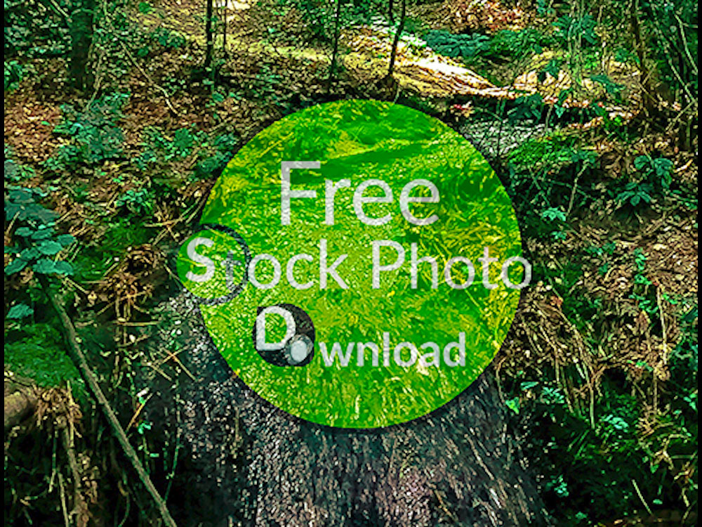 Download Waterfall in Forest - Flowing Water Stock Photo Download - Brand Preview