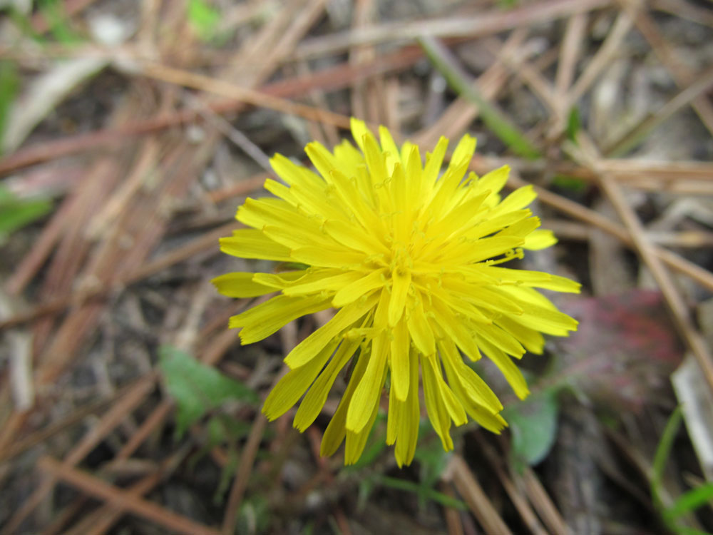 Download Yellow Flower - Wildflower Stock Photo Download - Design Preview